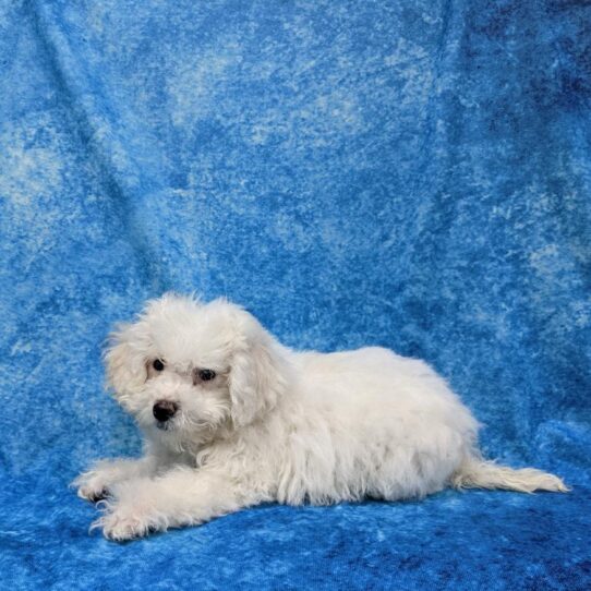 Bichon-Poodle-DOG-Male-White-796-Petland Pensacola, Florida