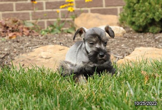 Mini Schnauzer DOG Female Black / Silver 4762 Petland Pensacola, Florida