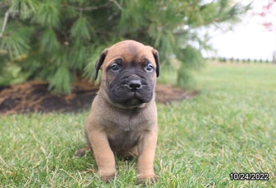 Bullmastiff-DOG-Male-Fawn-4763-Petland Pensacola, Florida