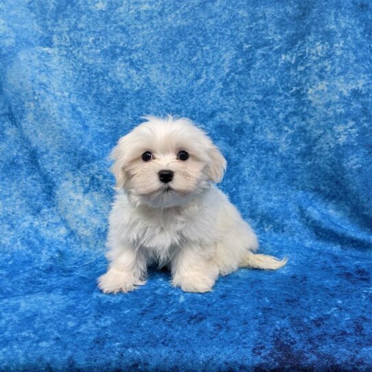 Coton De Tulear-DOG-Male-White-810-Petland Pensacola, Florida