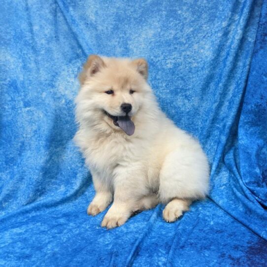 Chow Chow DOG Female Cream 802 Petland Pensacola, Florida