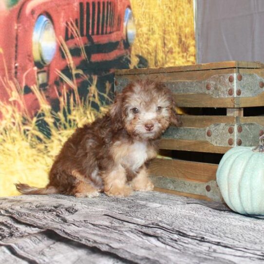 Mini Labradoodle 2nd Gen-DOG-Male-Chocolate / Tan-4782-Petland Pensacola, Florida