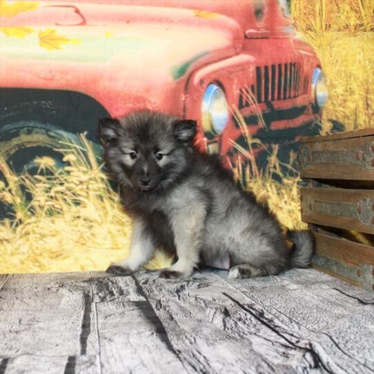 Keeshond DOG Female Silver / Black 4783 Petland Pensacola, Florida