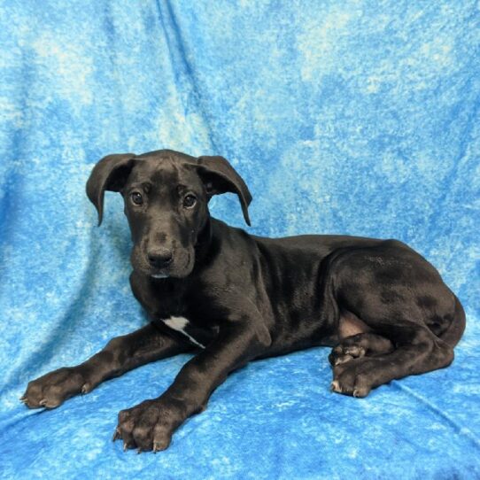 Great Dane DOG Female Black, White Chest 805 Petland Pensacola, Florida