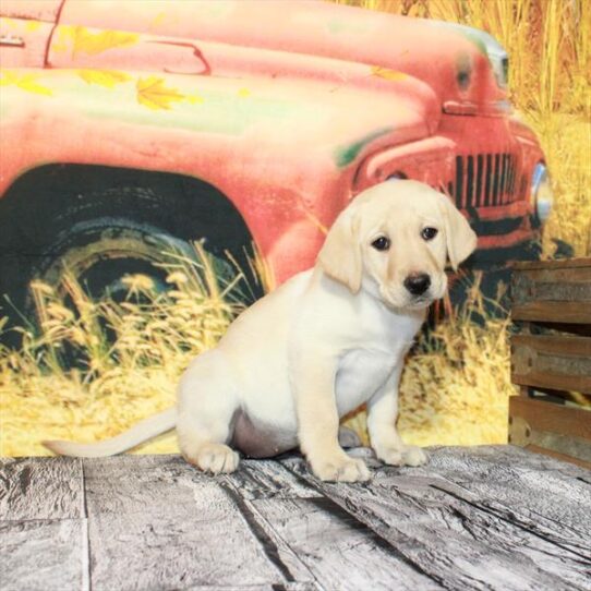 Labrador Retriever DOG Female Yellow 4785 Petland Pensacola, Florida