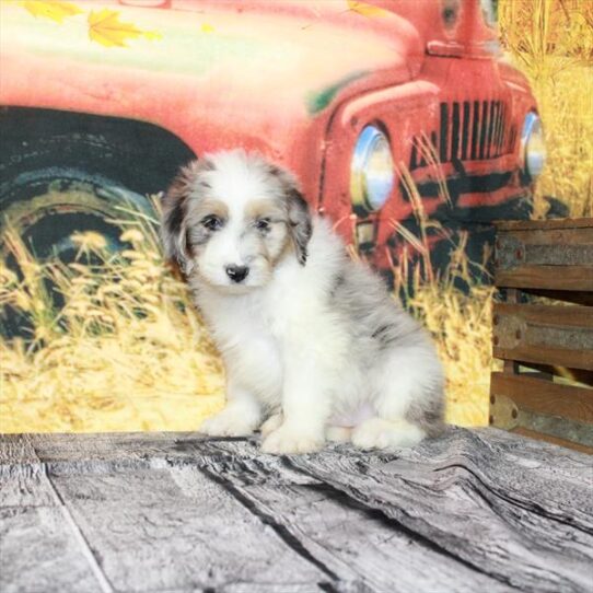 Aussiedoodle DOG Male Blue Merle / Tan 4786 Petland Pensacola, Florida