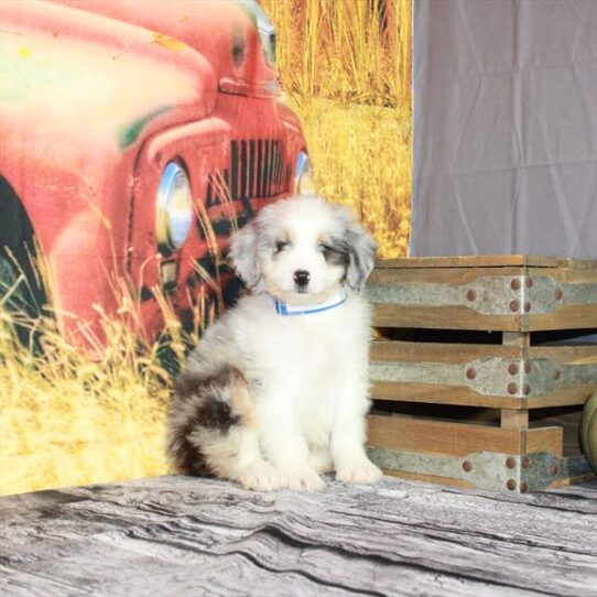 Aussiedoodle DOG Female Blue Merle White / Tan 4787 Petland Pensacola, Florida