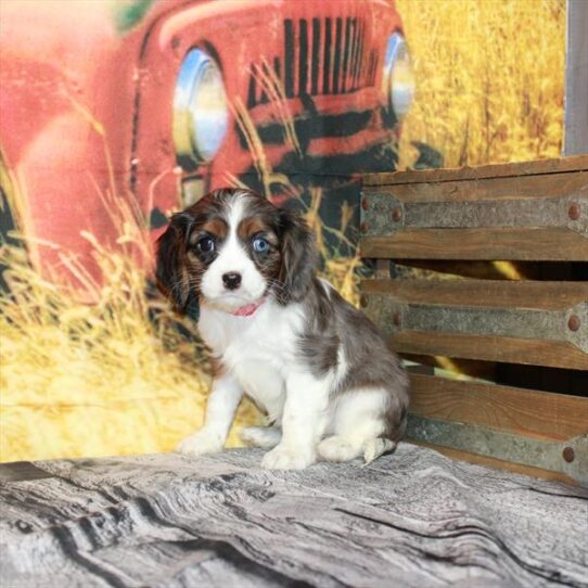 Cavalier King Charles Spaniel DOG Female Blue Merle White / Tan 4788 Petland Pensacola, Florida