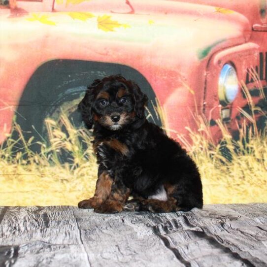 Mini Bernedoodle 2nd Gen DOG Male Black / Tan 4789 Petland Pensacola, Florida