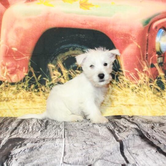 West Highland White Terrier DOG Male White 4790 Petland Pensacola, Florida