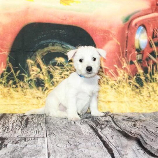 West Highland White Terrier DOG Female White 4791 Petland Pensacola, Florida