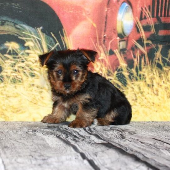 Yorkie DOG Female Black / Tan 4792 Petland Pensacola, Florida