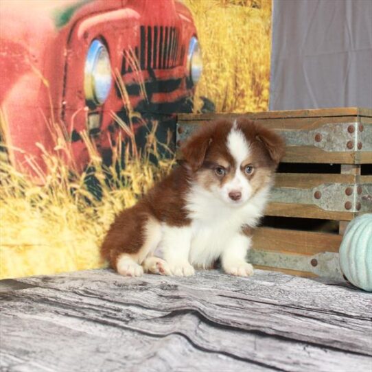 Australian Shepherd DOG Male Red / Tan 4793 Petland Pensacola, Florida