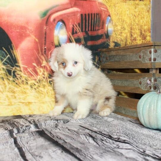 Australian Shepherd DOG Female Red Merle 4794 Petland Pensacola, Florida