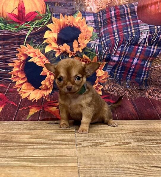 Chihuahua DOG Female Red Fawn 4796 Petland Pensacola, Florida