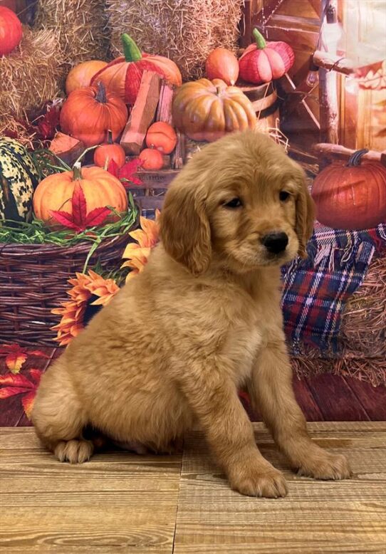 Golden Retriever DOG Male Golden 4799 Petland Pensacola, Florida