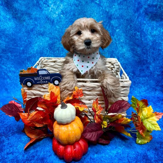 Mini Goldendoodle-DOG-Male-Red-4764-Petland Pensacola, Florida