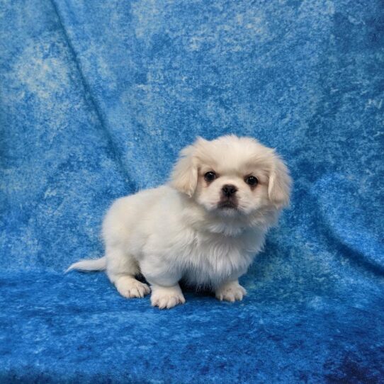 Pekingese-DOG-Male-White, Cream Markings-803-Petland Pensacola, Florida