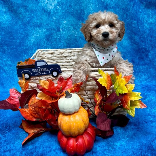 Mini Goldendoodle-DOG-Female-Red-4765-Petland Pensacola, Florida