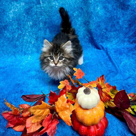 Ragamuffin KITTEN Female Brown Tabby 4801 Petland Pensacola, Florida