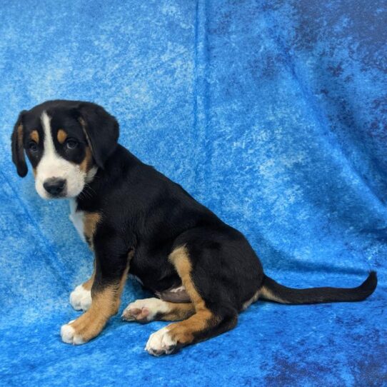 Greater Swiss Mountain Dog DOG Male Black White & Red 807 Petland Pensacola, Florida