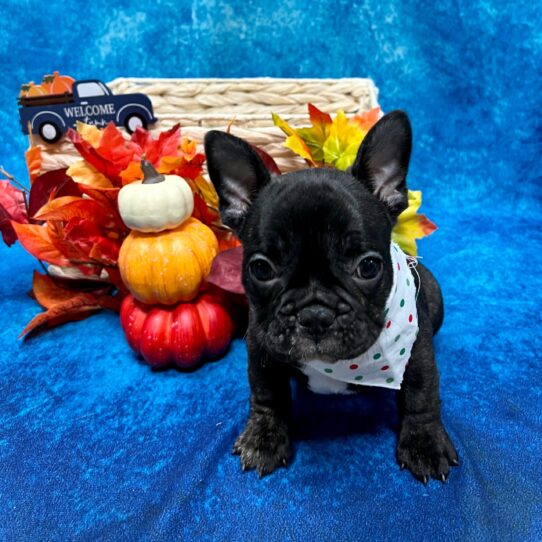 French Bulldog DOG Male Brindle 4805 Petland Pensacola, Florida