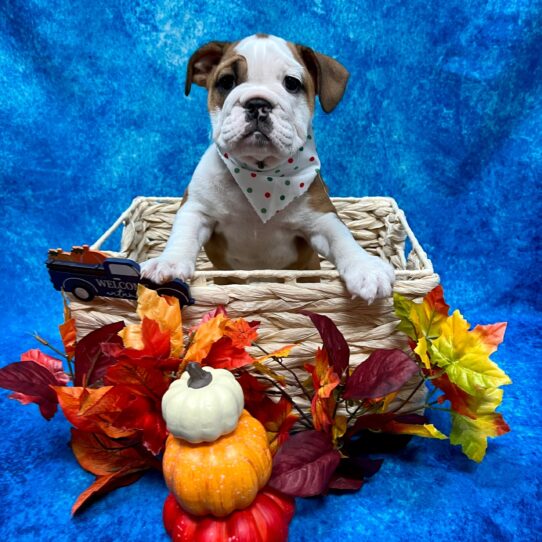 English Bulldog DOG Female Red/White 4806 Petland Pensacola, Florida