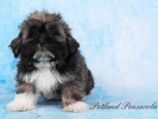 Lhasa Apso DOG Male Charcoal 10198 Petland Pensacola, Florida