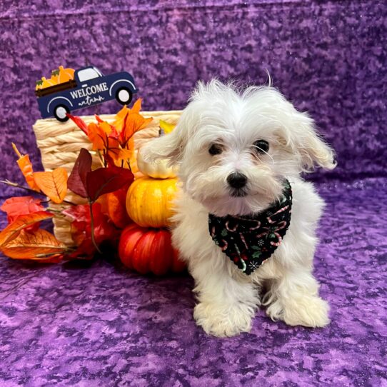 Maltese DOG Male White 4768 Petland Pensacola, Florida