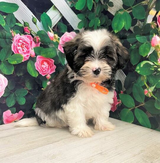 Havanese DOG Male Brindle 5924 Petland Pensacola, Florida