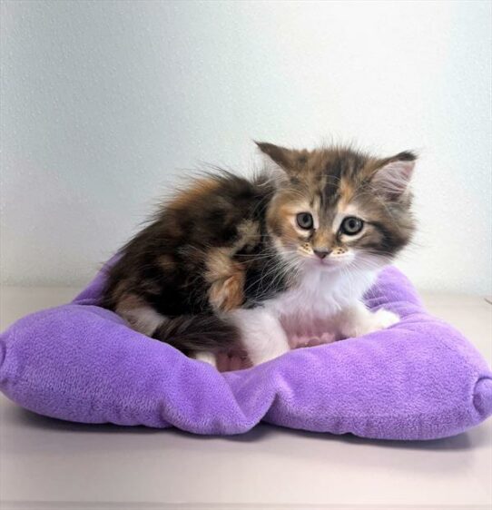 Maine Coon-KITTEN-Female-Brown Patched Tabby-5952-Petland Pensacola, Florida