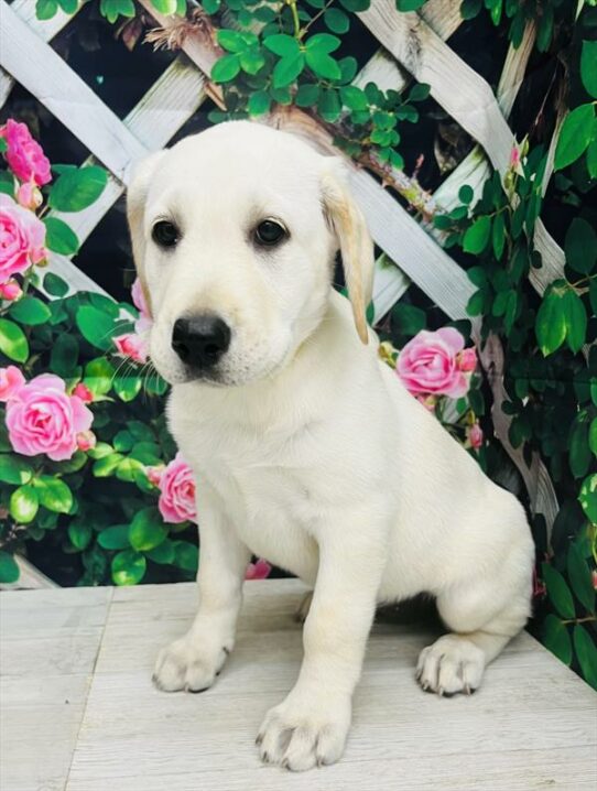 Labrador Retriever-DOG-Female-Yellow-5958-Petland Pensacola, Florida