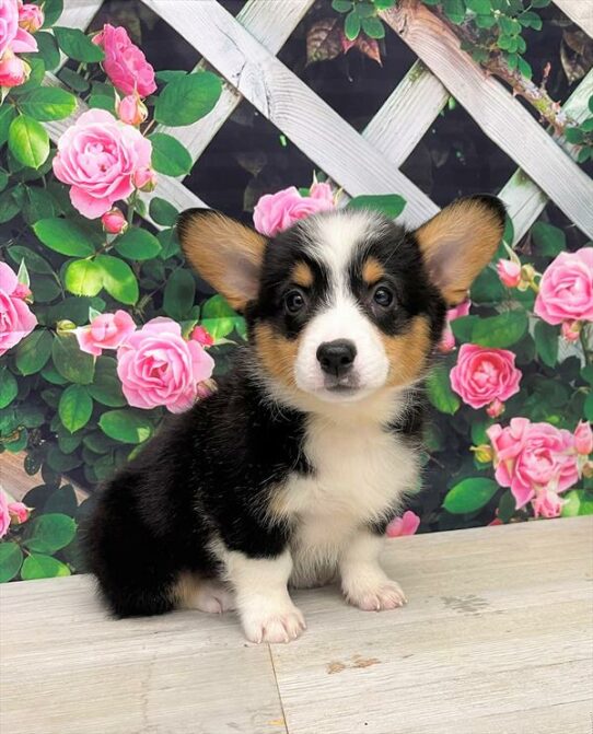 Pembroke Welsh Corgi DOG Male Black White / Tan 6020 Petland Pensacola, Florida