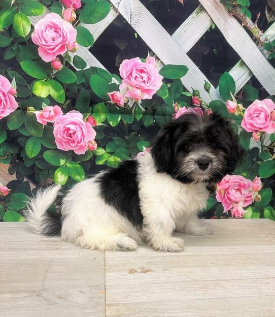 Hava-Chon-DOG-Female-White / Black-6024-Petland Pensacola, Florida