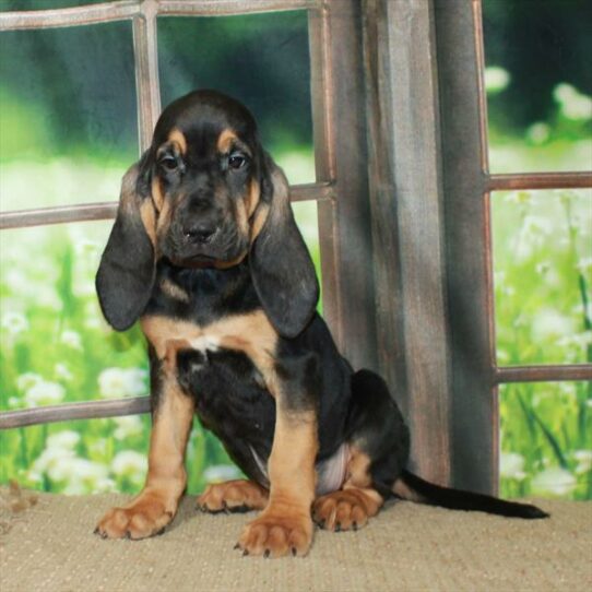 Bloodhound-DOG-Male-Black / Tan-6053-Petland Pensacola, Florida