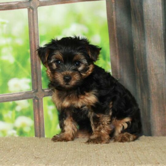 Yorkshire Terrier DOG Male Black / Tan 6054 Petland Pensacola, Florida