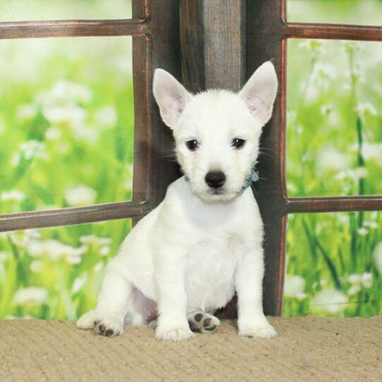 West Highland White Terrier DOG Female White 6055 Petland Pensacola, Florida