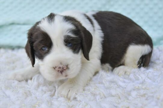 English Springer Spaniel DOG Male Liver / White 6072 Petland Pensacola, Florida