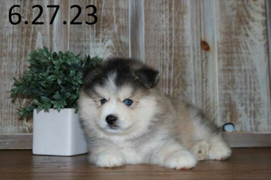 Pomsky DOG Male Sable / White 6074 Petland Pensacola, Florida