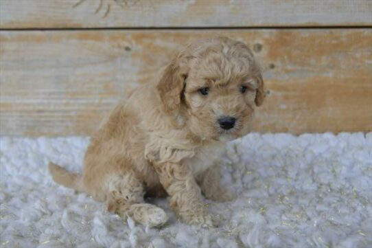 Goldendoodle Mini 2nd Gen-DOG-Male-Apricot-6078-Petland Pensacola, Florida