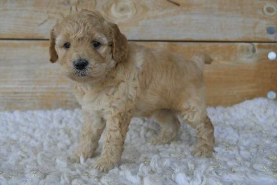 Goldendoodle Mini 2nd Gen-DOG-Female-Red-6079-Petland Pensacola, Florida