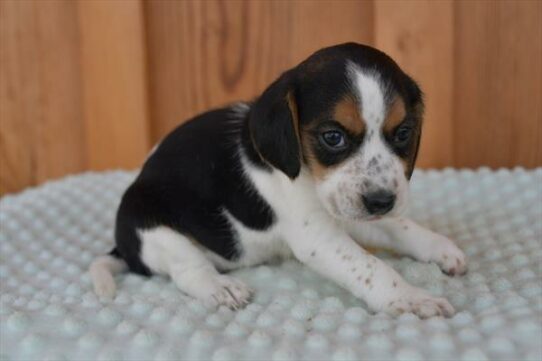 Beagle DOG Female Black Tan / White 6081 Petland Pensacola, Florida