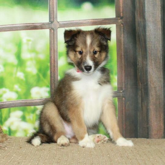 Shetland Sheepdog-DOG-Male-Sable / White-6090-Petland Pensacola, Florida