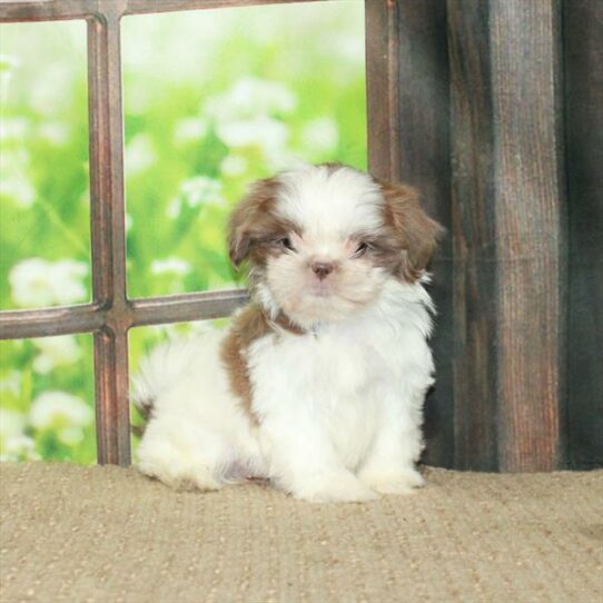 Shih Tzu DOG Female White Chocolate Blue 6091 Petland Pensacola, Florida