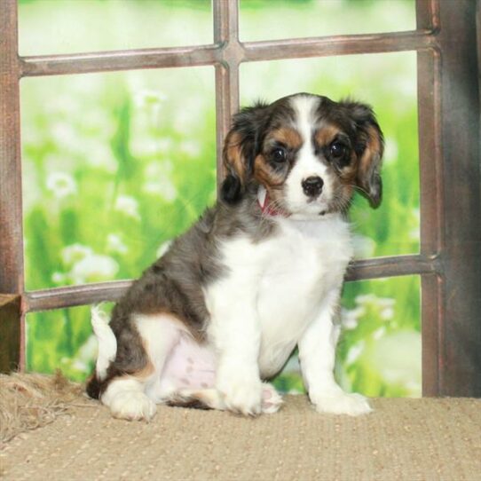 Cavalier King Charles Spaniel DOG Male Blue Merle White / Tan 6092 Petland Pensacola, Florida