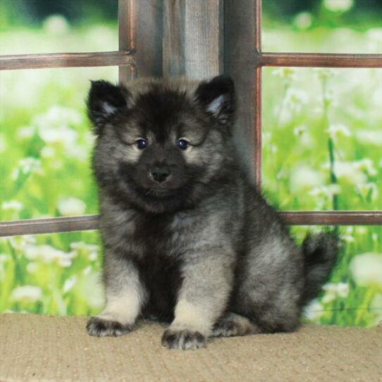 Keeshond-DOG-Male-Silver / Black-6093-Petland Pensacola, Florida