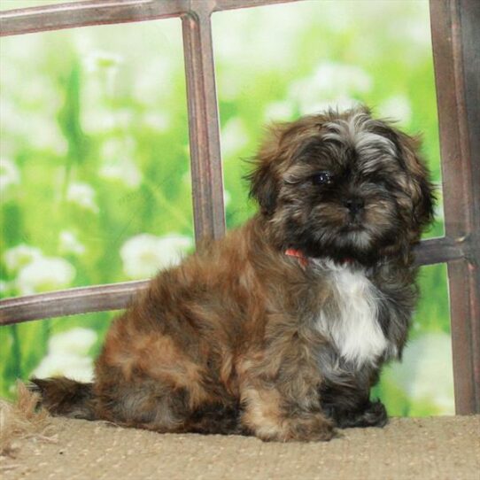 Shih Tzu DOG Male Gold 6094 Petland Pensacola, Florida