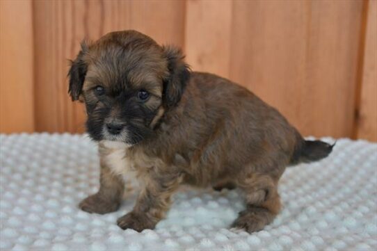 Lhasa-Poo-DOG-Male-Brown-6096-Petland Pensacola, Florida