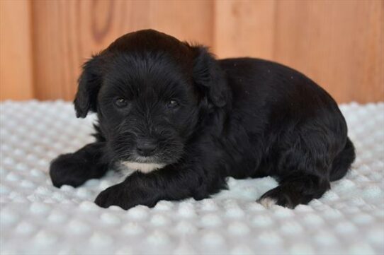 Lhasa-Poo-DOG-Female-Black-6097-Petland Pensacola, Florida