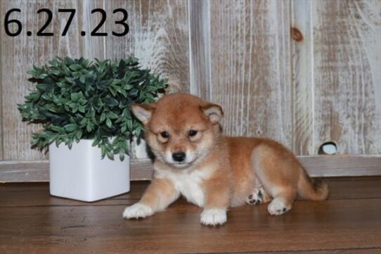 Shiba Inu DOG Male Red 6098 Petland Pensacola, Florida